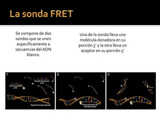 Se compone de dos    Una de la sonda lleva una
sondas que se unen    molécula donadora en su
 específicamente a   porción 3’ y la otra lleva un
secuencias del ADN    aceptor en su porción 5’
      blanco.
 