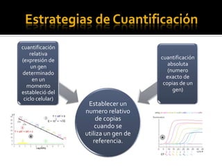 cuantificación
    relativa
(expresión de                         cuantificación
    un gen                               absoluta
determinado                              (numero
     en un                              exacto de
  momento                              copias de un
estableció del                             gen)
 ciclo celular)
                   Establecer un
                  numero relativo
                      de copias
                      cuando se
                  utiliza un gen de
                     referencia.
 