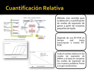 Método mas sensible para
la detección y cuantificación
de niveles de expresión de
genes a partir de muestras
pequeñas de tejido



Depende de una RT-PCR en
tiempo       real      (retro
transcripción o kinetic RT-
PCR)


mide el cambio relativo en los
niveles de expresión de
ARNm y se basa en comparar
los niveles de expresión de
una muestra problema frente
a un gen constructivo
 