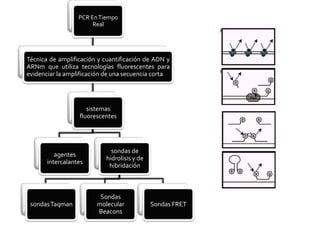 PCR En Tiempo
                       Real




Técnica de amplificación y cuantificación de ADN y
ARNm que utiliza tecnologías fluorescentes para
evidenciar la amplificación de una secuencia corta




                     sistemas
                  fluorescentes




                             sondas de
          agentes
                           hidrolisis y de
       intercalantes
                            hibridación



                         Sondas
 sondas Taqman          molecular            Sondas FRET
                        Beacons
 
