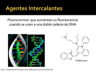 Fluorocormos que aumentan su fluorescencia
 cuando se unen a una doble cadena de DNA




                                        SYBR Green
 