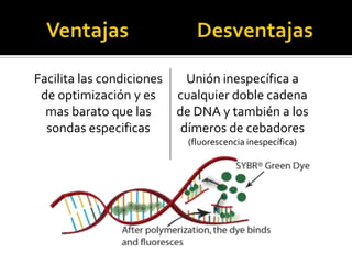 Facilita las condiciones     Unión inespecífica a
 de optimización y es      cualquier doble cadena
  mas barato que las       de DNA y también a los
  sondas especificas        dímeros de cebadores
                            (fluorescencia inespecífica)
 