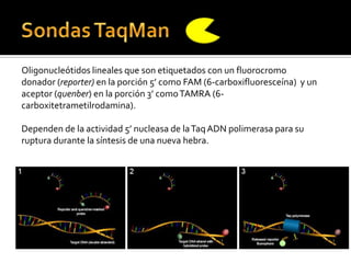 Oligonucleótidos lineales que son etiquetados con un fluorocromo
donador (reporter) en la porción 5’ como FAM (6-carboxifluoresceína) y un
aceptor (quenber) en la porción 3’ como TAMRA (6-
carboxitetrametilrodamina).

Dependen de la actividad 5’ nucleasa de la Taq ADN polimerasa para su
ruptura durante la síntesis de una nueva hebra.
 