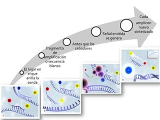 Cada
                                                               amplicon
                                                                 nuevo
                                                              sintetizado
                                              Señal emitida
                                                se genera
                              Antes que los
               fragmento       cebadores
                    de
              amplificación
               o secuencia
                  blanco
El lugar en
   el que
 anilla la
   sonda
 