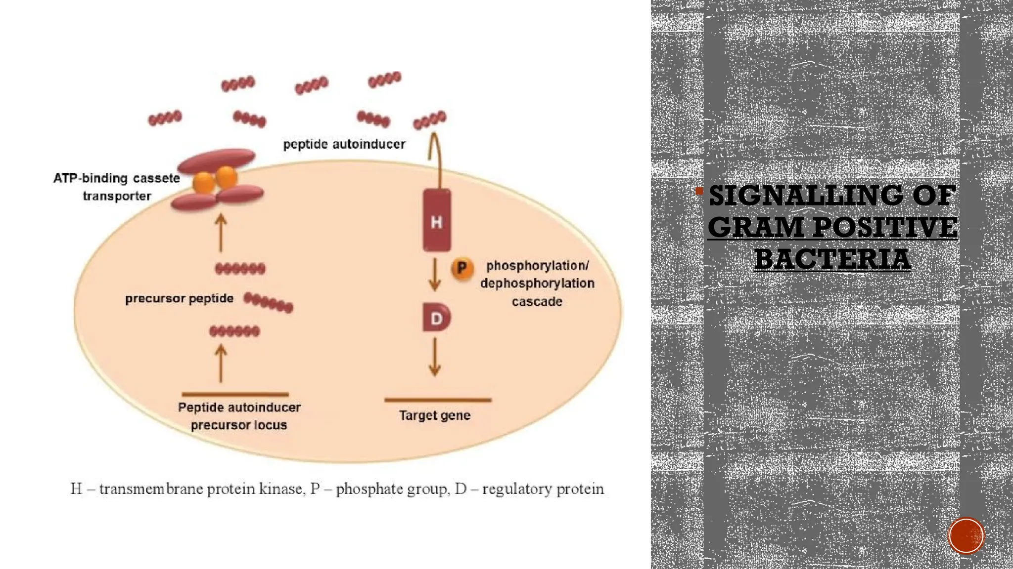 SIGNALLING OF
GRAM POSITIVE
BACTERIA
 