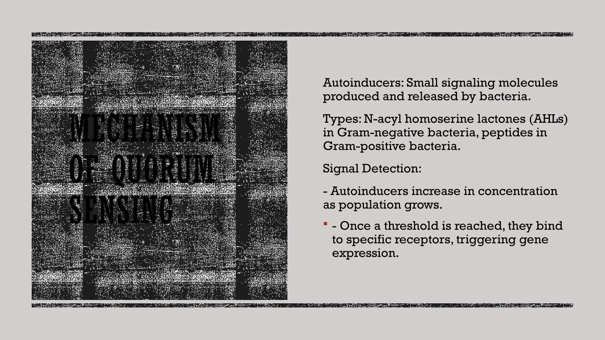 MECHANISM
OF QUORUM
SENSING
Autoinducers: Small signaling molecules
produced and released by bacteria.
Types: N-acyl homoserine lactones (AHLs)
in Gram-negative bacteria, peptides in
Gram-positive bacteria.
Signal Detection:
- Autoinducers increase in concentration
as population grows.
 - Once a threshold is reached, they bind
to specific receptors, triggering gene
expression.
 