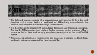 CONTD…
 The leftword operon consists of a transcriptional activator, lux R. At a low cell
densities lux I is transcribed at a basal level and AHLs slowly accumulates in the
medium until it reaches a sufficiently high concentration.
 It is then thought to interact with autoinducer domain of Lux R forming a complex.
The Lux R – AHLs complex then binds to the lux promoter region upstream of lux I,
known as the lux box, and strongly stimulates transcription of the luxlCDABEG
operon.
 This causes an induction of luminiscence and generates a positive feedback loop,
leading to further expression of lux I and more AHLs.
 