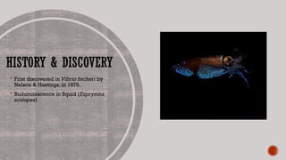 HISTORY & DISCOVERY
 First discovered in Vibrio fischeri by
Nelson & Hastings, in 1979.
 Bioluminiscence in Squid (Euprymna
scolopes)
 