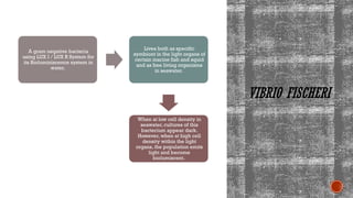 VIBRIO FISCHERI
A gram negative bacteria
using LUX I / LUX R System for
its Bioluminiscence system in
water.
Lives both as specific
symbiont in the light organs of
certain marine fish and squid
and as free living organisms
in seawater.
When at low cell density in
seawater, cultures of this
bacterium appear dark.
However, when at high cell
density within the light
organs, the population emits
light and become
biolumiscent.
 