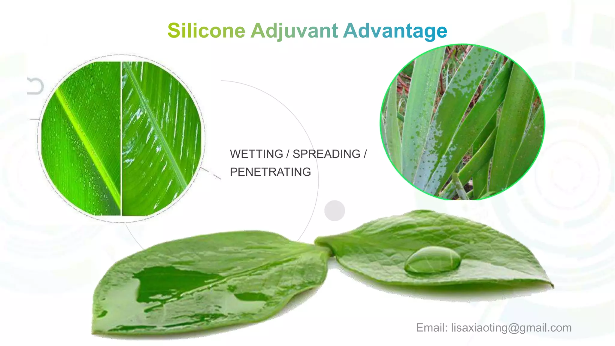 Qs 302 agricultural silicone adjuvant, coadyuvante similar to silwet ...
