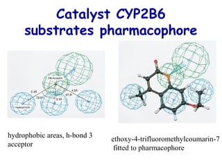 Catalyst CYP2B6 
substrates pharmacophore 
hydrophobic areas, h-bond 3 
acceptor 
ethoxy-4-trifluoromethylcoumarin -7 
fitted to pharmacophore 
 