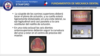 • La cúspide de los caninos superiores deberá
tocar el plano de oclusión, y su cuello estará
ligeramente distaíizado; en una vista lateral, su
eje logitudinal será casi paralelo a la cara
vestibular del rodillo de oclusión.
• En una vista oclusal los seis dientes
anterosuperiores deberán seguir la curvatura
del arco y estar en el centro de proceso del
maxilar.
 