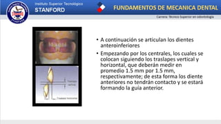 • A continuación se articulan los dientes
anteroinferiores
• Empezando por los centrales, los cuales se
colocan siguiendo los traslapes vertical y
horizontal, que deberán medir en
promedio 1.5 mm por 1.5 mm,
respectivamente; de esta forma los diente
anteriores no tendrán contacto y se estará
formando la guía anterior.
 