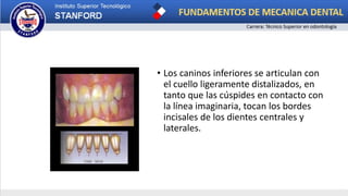 • Los caninos inferiores se articulan con
el cuello ligeramente distalizados, en
tanto que las cúspides en contacto con
la línea imaginaria, tocan los bordes
incisales de los dientes centrales y
laterales.
 