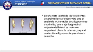 • En una vista lateral de los tres dientes
anteroinferiores se observará que el
cuello de los centrales está ligeramente
deprimido, que el eje longitudinal
respecto del lateral es recto con
respecto al plano de oclusión, y que el
canino tiene ligeramente prominente
su cuello.
 
