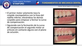 • El primer molar solamente toca la
cúspide mesiopalatina con la línea del
rodillo inferior, elevándose las demás
cúspides para empezar a formar la curva
de compensación.
• Siguiendo con la formación de la curva
de compensación el segundo molar se
articula sin contacto alguno con el plano
de oclusión.
 