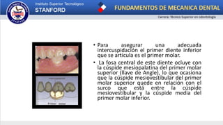 • Para asegurar una adecuada
intercuspidación el primer diente inferior
que se articula es el primer molar.
• La fosa central de este diente ocluye con
la cúspide mesiopalatina del primer molar
superior (llave de Angle), lo que ocasiona
que la cúspide mesiovestíbular del primer
molar superior quede en relación con el
surco que está entre la cúspide
mesiovestíbular y la cúspide media del
primer molar inferior.
 