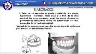ELABORACIÓN
5. Tallar surcos verticales en mesial y distal de cada diente,
ligeramente inclinados hacia distal y a 4mm de la línea
cervical, las zonas convexas entre los surcos simulen las
prominencias radiculares. todos los surcosdeben ser más
profundos de cervical hacia apical.
“A nivel de los caninos superiores los surcos son más profundos
para simular las eminencias caninas.”
 