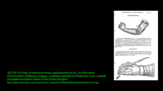 [CC BY 4.0 (http://creativecommons.org/licenses/by/4.0)], via Wikimedia
Commonsfrom Wellcome Images, a website operated by Wellcome Trust, a global
charitable foundation based in the United Kingdom
http://wellcomeimages.org/indexplus/obf_images/f5/c2/9f6e9d5f004d09d5b7f4edb1e1f7.jpg
 