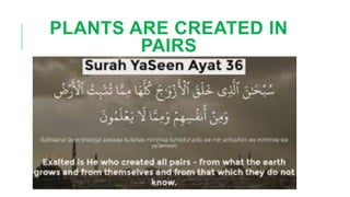 QSG Plants of the Quran (SLIDES).pptx
