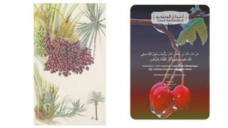 cancansa plant Lisa Cane – Fragrance Plants and Flowers main image 0