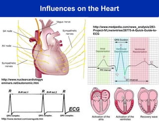 Influences on the Heart

                                                 http://www.medpedia.com/news_analysis/283-
                                                 Project-IVLine/entries/28775-A-Quick-Guide-to-
                                                 ECG




http://www.nuclearcardiologys
eminars.net/autonomic.htm




                                                                                              4



http://www.dantest.com/usersguide.htm
 