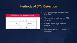 Methods of QTL Detection
✩ Studying single markers one
at a time.
✩ The simplest method for QTL
analysis.
✩ Can be done by...