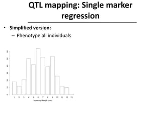 • Simplified version:
– Phenotype all individuals
QTL mapping: Single marker
regression
 