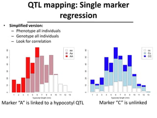 Marker “A” is linked to a hypocotyl QTL Marker “C” is unlinked
• Simplified version:
– Phenotype all individuals
– Genotype all individuals
– Look for correlation
QTL mapping: Single marker
regression
 