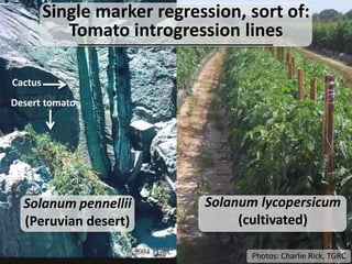 y = m*x + b
hyp = m*gtB +mean + error
is m not equal to 0? If so, then we have a QTL
QTL mapping: Single marker
regression
J. MaloofPhotos: Charlie Rick, TGRC
Solanum pennellii
(Peruvian desert)
Solanum lycopersicum
(cultivated)
Desert tomato
Cactus
Single marker regression, sort of:
Tomato introgression lines
 