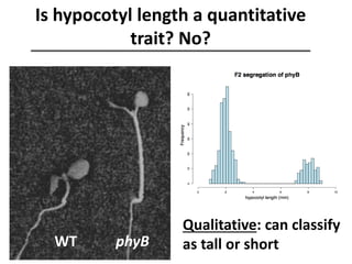 Is hypocotyl length a quantitative
trait? No?
Qualitative: can classify
as tall or shortWT phyB
 