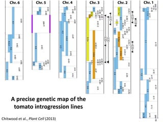 A precise genetic map of the
tomato introgression lines
Chitwood et al., Plant Cell (2013)
 