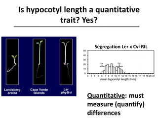 Is hypocotyl length a quantitative
trait? Yes?
Segregation Ler x Cvi RIL
Quantitative: must
measure (quantify)
differences
 
