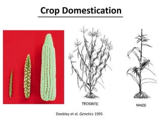 Doebley et al. Genetics 1995
Crop Domestication
 
