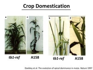 Crop Domestication
tb1-ref tb1-refA158 A158
Doebley et al. The evolution of apical dominance in maize. Nature 1997
 