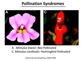 A. Mimulus lewisii--Bee Pollinated
C. Mimulus cardinalis--Humingbird Pollinated
Schemske and Bradshaw, PNAS 1999
Pollination Syndromes
 