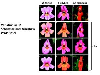 Variation in F2
Schemske and Bradshaw
PNAS 1999
M. lewisii M. cardinalisF1 Hybrid
F2
 