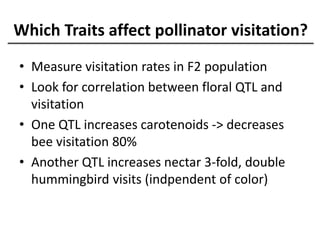 • Measure visitation rates in F2 population
• Look for correlation between floral QTL and
visitation
• One QTL increases carotenoids -> decreases
bee visitation 80%
• Another QTL increases nectar 3-fold, double
hummingbird visits (indpendent of color)
Which Traits affect pollinator visitation?
 