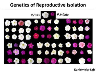 Genetics of Reproductive Isolation
Kuhlemeier Lab
 