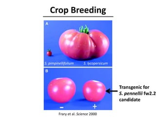 Frary et al. Science 2000
Crop Breeding
S. pimpinellifolium S. lycopersicum
Transgenic for
S. pennellii fw2.2
candidate
 