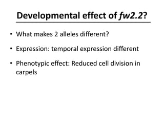 Developmental effect of fw2.2?
• What makes 2 alleles different?
• Expression: temporal expression different
• Phenotypic effect: Reduced cell division in
carpels
 