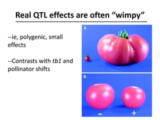 Real QTL effects are often “wimpy”
--ie, polygenic, small
effects
--Contrasts with tb1 and
pollinator shifts
 