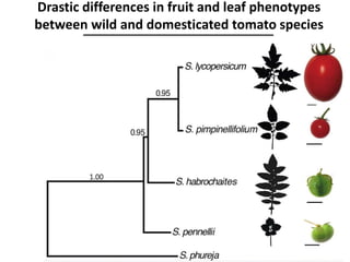 Drastic differences in fruit and leaf phenotypes
between wild and domesticated tomato species
 