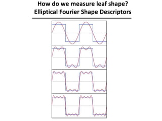 How do we measure leaf shape?
Elliptical Fourier Shape Descriptors
 