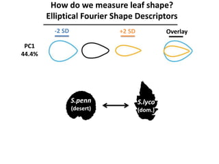How do we measure leaf shape?
Elliptical Fourier Shape Descriptors
-2 SD +2 SD Overlay
PC1
44.4%
S.penn
(desert)
S.lyco
(dom.)
 