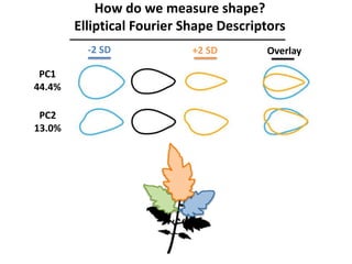 How do we measure shape?
Elliptical Fourier Shape Descriptors
-2 SD +2 SD Overlay
PC1
44.4%
PC2
13.0%
 