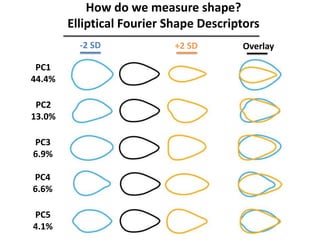 How do we measure shape?
Elliptical Fourier Shape Descriptors
-2 SD +2 SD Overlay
PC1
44.4%
PC2
13.0%
PC3
6.9%
PC4
6.6%
PC5
4.1%
 