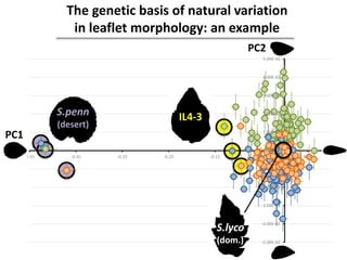 -5.00E-02
-4.00E-02
-3.00E-02
-2.00E-02
-1.00E-02
0.00E+00
1.00E-02
2.00E-02
3.00E-02
4.00E-02
5.00E-02
-0.55 -0.45 -0.35 -0.25 -0.15 -0.05 0.05
S.penn
(desert)
IL4-3
S.lyco
(dom.)
PC1
PC2
The genetic basis of natural variation
in leaflet morphology: an example
 