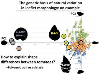 -5.00E-02
-4.00E-02
-3.00E-02
-2.00E-02
-1.00E-02
0.00E+00
1.00E-02
2.00E-02
3.00E-02
4.00E-02
5.00E-02
-0.55 -0.45 -0.35 -0.25 -0.15 -0.05 0.05
S.penn
(desert)
IL4-3
S.lyco
(dom.)
PC1
PC2
The genetic basis of natural variation
in leaflet morphology: an example
How to explain shape
differences between tomatoes?
--Polygenic trait or epistasis
 