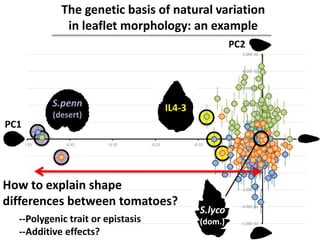 -5.00E-02
-4.00E-02
-3.00E-02
-2.00E-02
-1.00E-02
0.00E+00
1.00E-02
2.00E-02
3.00E-02
4.00E-02
5.00E-02
-0.55 -0.45 -0.35 -0.25 -0.15 -0.05 0.05
S.penn
(desert)
IL4-3
S.lyco
(dom.)
PC1
PC2
The genetic basis of natural variation
in leaflet morphology: an example
How to explain shape
differences between tomatoes?
--Polygenic trait or epistasis
--Additive effects?
 